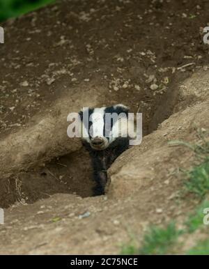 Badger (nome scientifico o latino: Meles Meles) Ritratto di un adulto, tasso selvaggio che emerge da un tasso Sett, rivolto in avanti. Verticale. Spazio per la copia Foto Stock