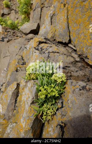 Samphire di roccia (Crithmum maritimum) conosciuto anche come finocchio di mare, che cresce nelle scogliere vicino a Weston Super Mare, Somerset, Inghilterra. Foto Stock