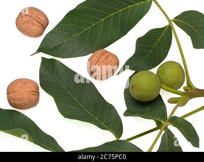 Frutta verde immature della noce comune su un ramo e sbucciata Foto Stock