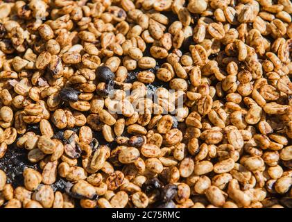 Chicchi di caffè che si asciugano al sole nelle montagne di Boquete, Panama, America Centrale Foto Stock