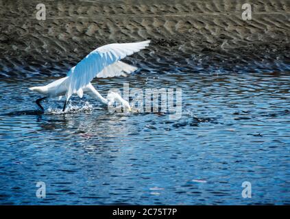 White Egret uccello cattura un pesce, Santa Catalina, Panama, America Centrale Foto Stock