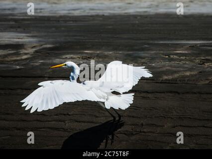 Uccello bianco di Egret, Santa Catalina, Panama, America Centrale Foto Stock