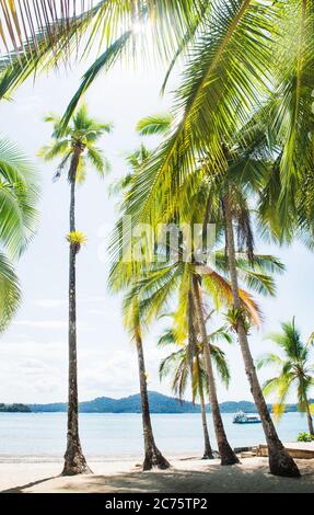 Palme sull'isola di Coiba, Panama Foto Stock