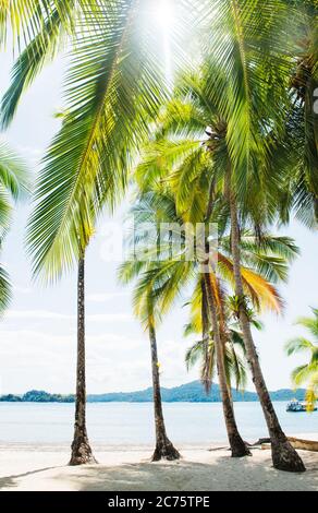 Palme sull'isola di Coiba, Panama Foto Stock