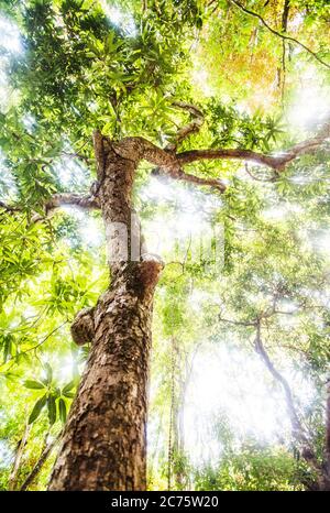 Luce solare che splende attraverso gli alberi nel Parco Naturale Metropolitano, Panama City, Panama, America Centrale Foto Stock