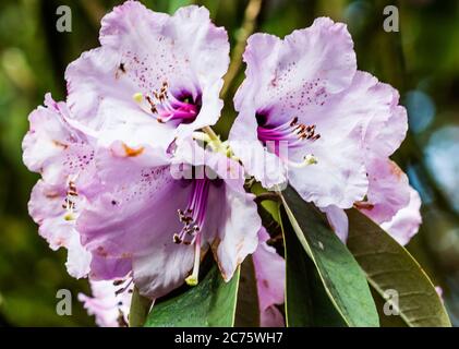 Violetto Rododendrun Foto Stock