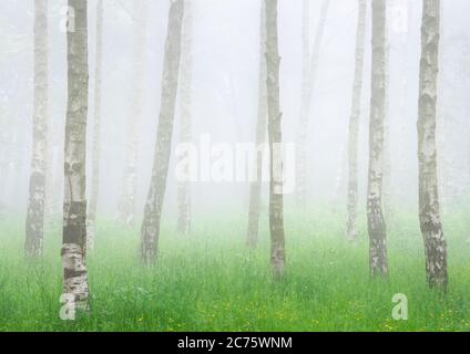 Un supporto di betulla dell'Etna sono separati dal bosco sfondo di Chevin Forest Park, Otley, dalla fitta nebbia su una mattina d'estate. Foto Stock