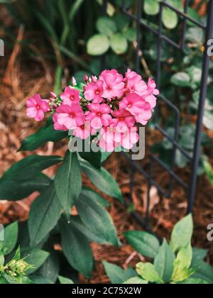 Flox rosa o rosso, una pianta perenne fiorente giardino con fiori di colore brillante e brillante. Foto Stock