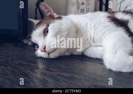 gatto malinconico con occhi blu guardando in lontananza senza motivazione mentre si trova su tavola di legno Foto Stock
