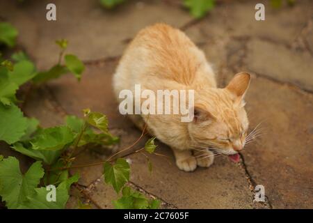 Il gatto zenzero mostra la lingua con gli occhi chiusi. Animali divertenti. Foto Stock