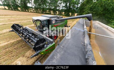 Oldendorf II, Germania. 14 luglio 2020. Un agricoltore svuota il serbatoio del grano riempito di orzo invernale dalla sua mietitrebbia. Credit: Philippe Schulze/dpa/Alamy Live News Foto Stock