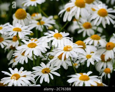 Margherite selvatiche che crescono in un campo Foto Stock