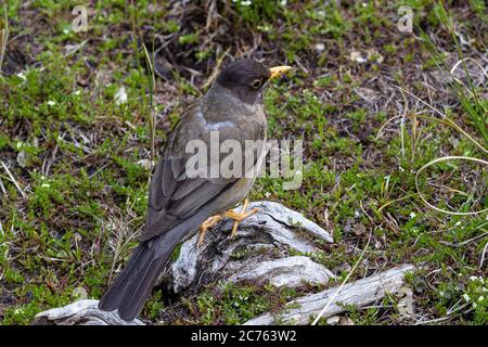 Tordo australe (Turdus falcklandii) su un albero di ramo - Ushuaia - Argentina Foto Stock