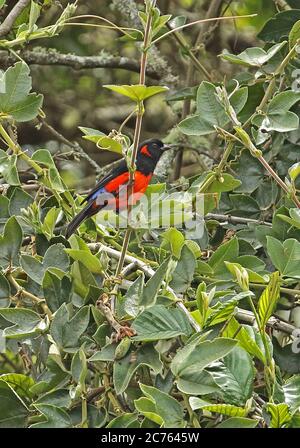 Scarlet-bellied Mountain-tanager (Anisognathus igniventris lunulatus) adult perched on stem  Sumapaz, Colombia          November Stock Photo