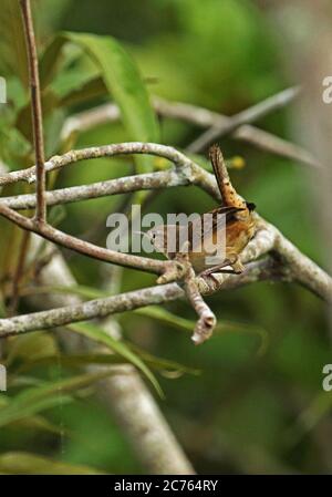 Southern House Wren (Troglodytes musculus columbae) adult perched on branch  San Jose del Guaviare, Colombia        November Stock Photo