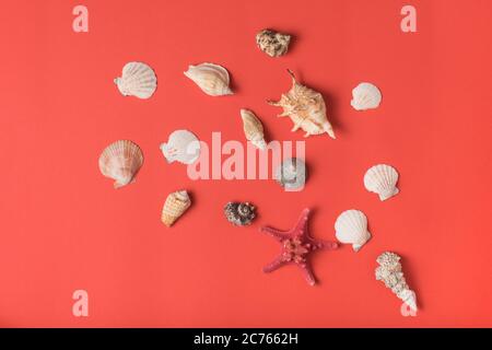 Varietà di conchiglie sullo sfondo di coralli viventi. Disposizione piatta. Concetto marino Foto Stock