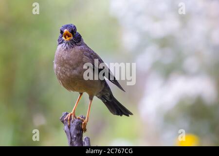 Tordo australe (Turdus falcklandii) su un albero di ramo - Ushuaia - Argentina Foto Stock