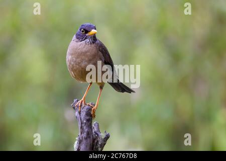 Tordo australe (Turdus falcklandii) su un albero di ramo - Ushuaia - Argentina Foto Stock