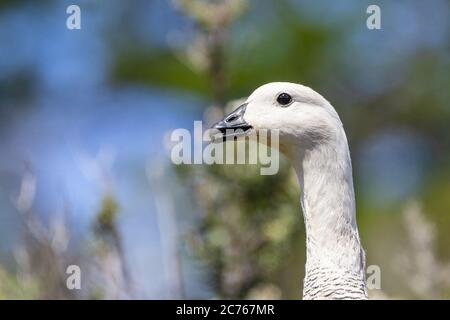 Primo piano di Upland Goose maschio (Chloephaga pitta) sulla natura Foto Stock