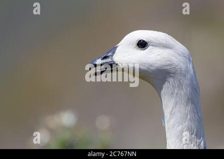 Primo piano di Upland Goose maschio (Chloephaga pitta) sulla natura Foto Stock