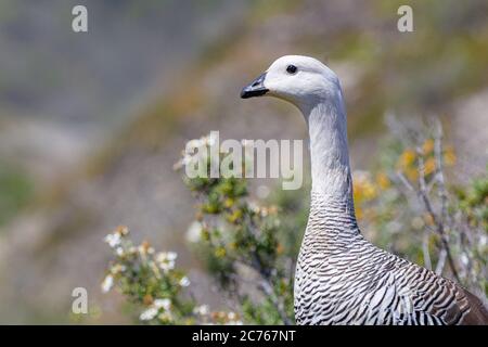 Primo piano di Upland Goose maschio (Chloephaga pitta) sulla natura Foto Stock