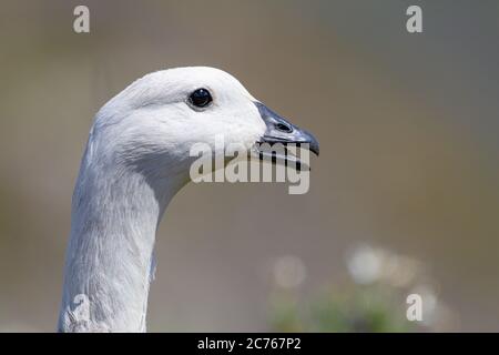 Primo piano di Upland Goose maschio (Chloephaga pitta) sulla natura Foto Stock