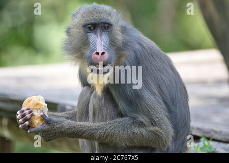 Mandrill spinaci, Mandrill, Primat, Affe, Meerkatze, Mandrill, scimmia, Mandrill leucofeo, mammifero, baboon, Foto Stock