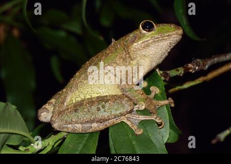 Treefrog cubano Osteopilus septentrionalis Foto Stock