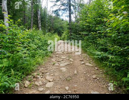 Sentiero forestale a piedi in Quebec, Canada Foto Stock