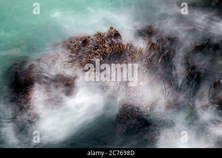 WA17486-00...WASHINGTON - Kelp alla marea in arrivo lungo la costa dell'Olympic National Park. Foto Stock