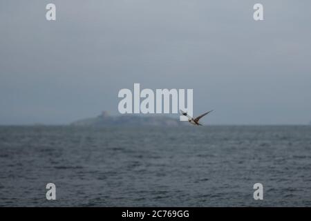 Volo da Bray Head e Dalkey Island. Brown Booby, visitatore insolito in Irlanda è stato avvistato sulla spiaggia al largo di Greystones, co.Wicklow. 14.07.2020. Foto Stock