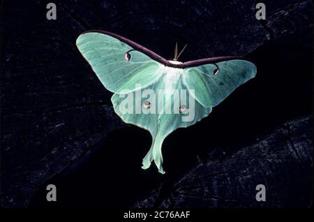 Primo piano di una lunetta poggiata su un ceppo d'albero Foto Stock