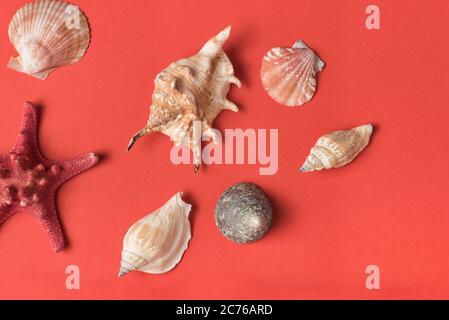 Varietà di conchiglie sullo sfondo di coralli viventi. Disposizione piatta. Concetto marino Foto Stock