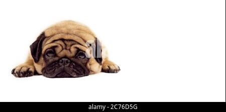 Un bel pug triste si trova su sfondo bianco isolato, copyspace Foto Stock