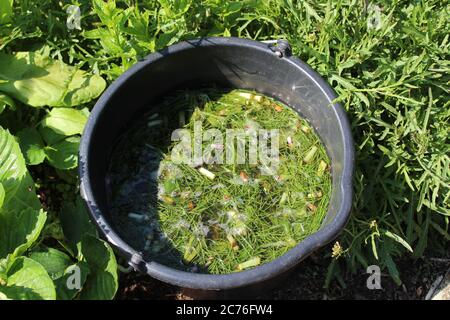 L'immagine mostra concime liquido proveniente dalle erbe in giardino Foto Stock