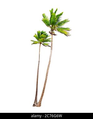 Palme di cocco isolato su uno sfondo bianco Foto Stock