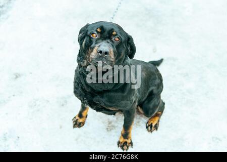 Ritratto di grande cane nero, seduto sulla neve. Primo piano. Foto Stock