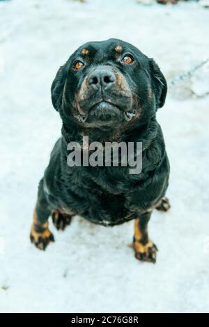 Ritratto di grande cane nero, seduto sulla neve. Primo piano. Foto Stock