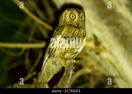 Notte e gufo. Uccello: Pallido Spops Owl. Otus brucei. Urfa Turchia. Foto Stock