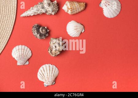 Varietà di conchiglie sullo sfondo di coralli viventi. Primo piano. Concetto marino Foto Stock