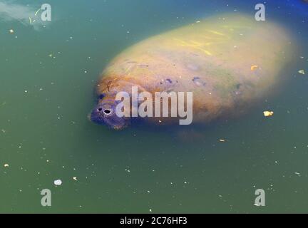 manatee a Ilha de Itamaraca, Brasile Foto Stock