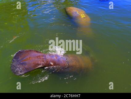 manatee a Ilha de Itamaraca, Brasile Foto Stock