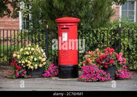 Fiori e piante intorno a un iconico box postale rosso su Main Street nel villaggio di Bothwell, Lanarkshire. Foto Stock