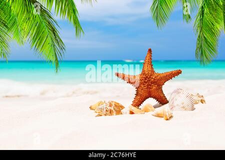 Stelle marine e foglie di palme da cocco sulla spiaggia di sabbia bianca di Punta Cana, Repubblica Dominicana. Concetto di vacanza estiva. Foto Stock