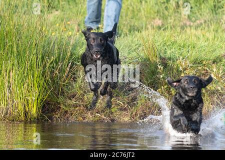 Due Labrador neri pedigree che saltano in acqua insieme Foto Stock