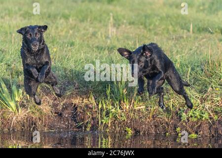 Due Labrador neri pedigree che saltano in acqua insieme Foto Stock