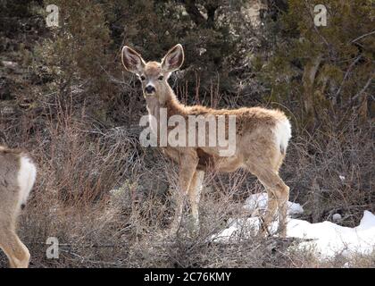 Capriolo del bambino in montagna. Foto Stock