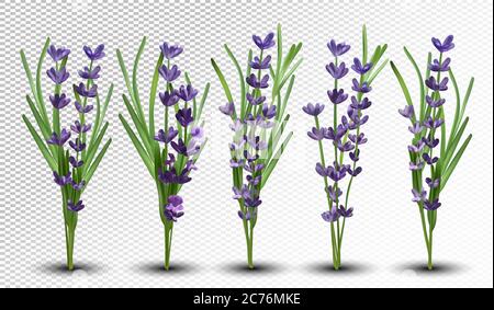 Lavanda profumata 3D realistica. Mazzetto bella lavanda su sfondo trasparente. Tenera lavanda violetta. Grande collezione di fiori lavanda con foglia verde. Illustrazione vettoriale. Illustrazione Vettoriale
