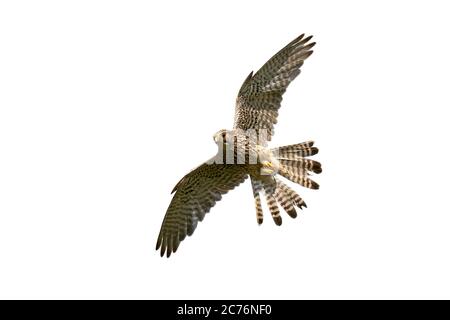 Giovane gheppio comune in volo isolato su sfondo bianco Foto Stock