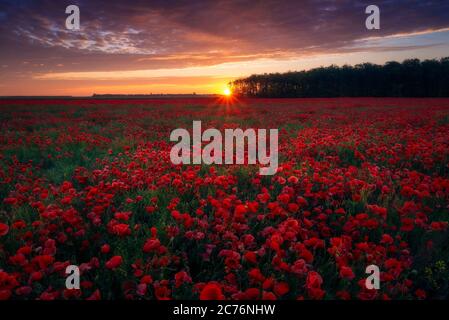 Splendido tramonto all'alba visto da un incredibile campo di papavero situato ai margini di una foresta con un bel cielo nuvoloso colorato Foto Stock